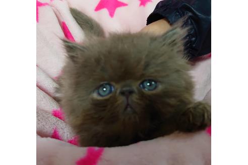 成約済の愛知県のペルシャ-15487の1枚目