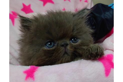 成約済の愛知県のペルシャ-15487の5枚目