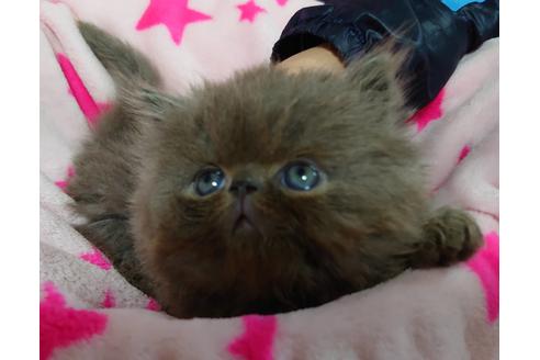 成約済の愛知県のペルシャ-15487の4枚目