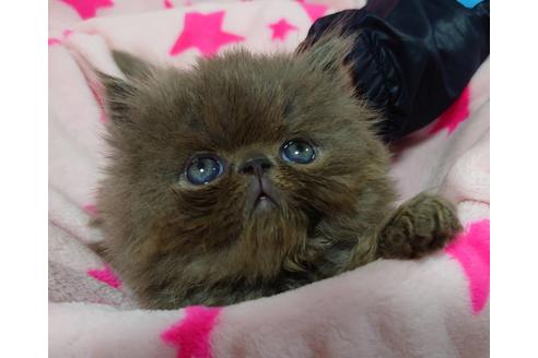 成約済の愛知県のペルシャ-15487の3枚目