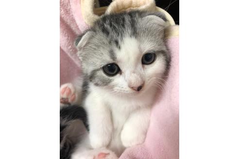 千葉県のスコティッシュフォールド 女の子 21 04 18生まれ シルバータビー ホワイト 子猫id 子猫ブリーダーナビ 千葉県のスコティッシュフォールド 女の子 21 04 18生まれ シルバータビー ホワイト 子猫id 子猫ブリーダーナビ