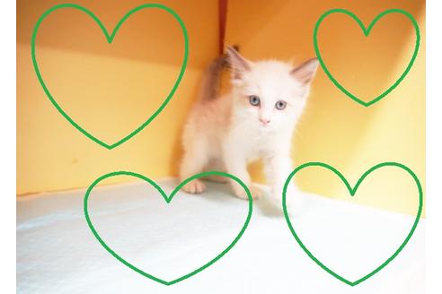 成約済の東京都のラグドール-15548の1枚目