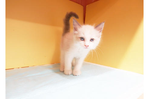 成約済の東京都のラグドール-15548の2枚目