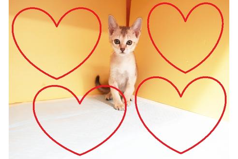 成約済の東京都のシンガプーラ-15549の1枚目