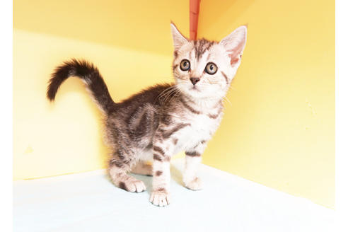 成約済の東京都のアメリカンショートヘア-15550の2枚目