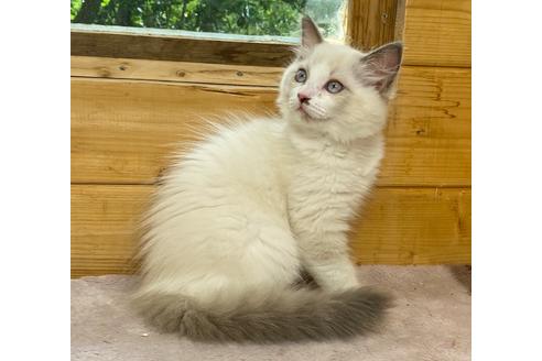 福岡県のラグドール 女の子 21 04 24生まれ 品のある端正な顔だちです 子猫id 子猫ブリーダーナビ