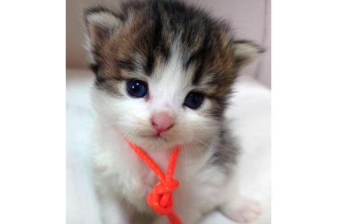 成約済の埼玉県のサイベリアン-15572の1枚目