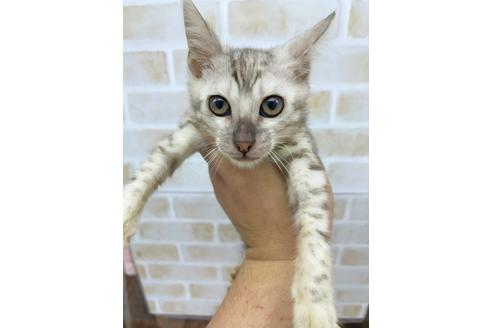 成約済の東京都のベンガル-15575の1枚目