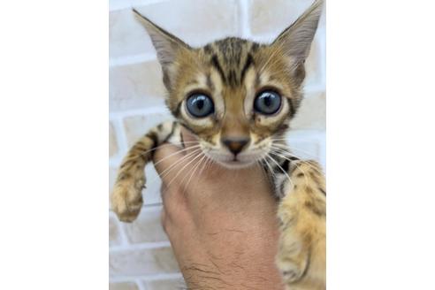 成約済の東京都のベンガル-15574の1枚目