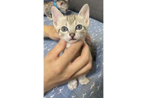 成約済の岐阜県のエジプシャンマウ-15580
