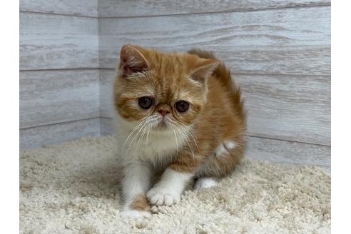成約済の山梨県のエキゾチックショートヘア-15327の5枚目