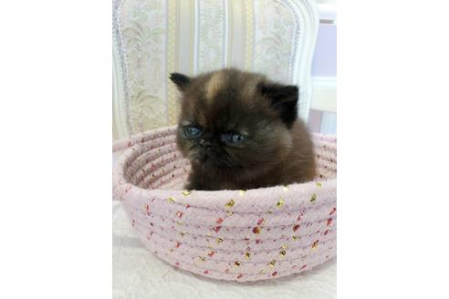 広島県のエキゾチックショートヘア 女の子 21 06 09生まれ エキゾチックの子猫が生まれました 子猫id 子猫ブリーダーナビ