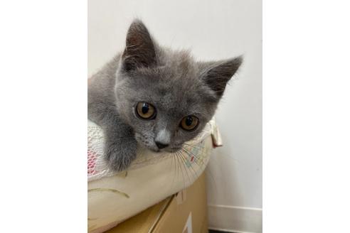 成約済の広島県のブリティッシュショートヘア-14357の2枚目