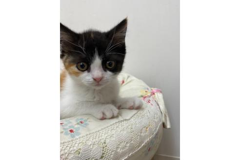 成約済の広島県のブリティッシュショートヘア-14346の3枚目