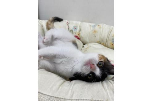 成約済の広島県のブリティッシュショートヘア-14346の2枚目