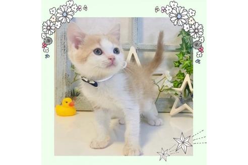 成約済の大阪府のスコティッシュフォールド-15638