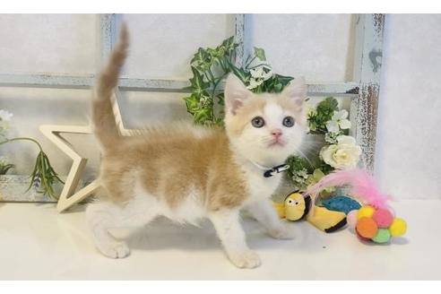 成約済の大阪府のスコティッシュフォールド-15638の5枚目