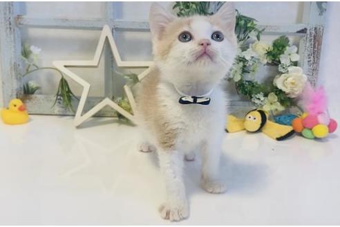 成約済の大阪府のスコティッシュフォールド-15638の3枚目