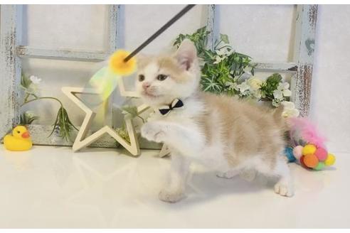 成約済の大阪府のスコティッシュフォールド-15638の2枚目