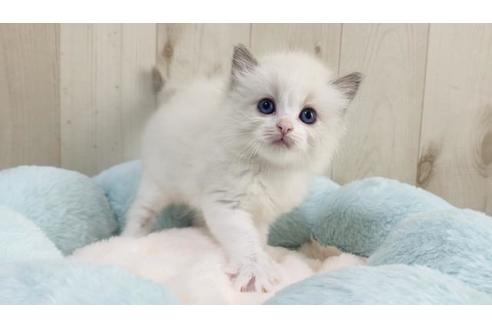 成約済の大阪府のラグドール-15639の4枚目