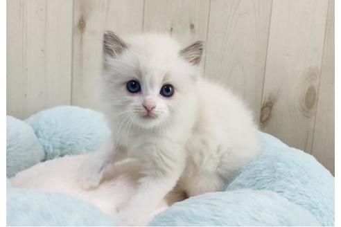 成約済の大阪府のラグドール-15639の3枚目