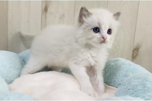 成約済の大阪府のラグドール-15639の2枚目