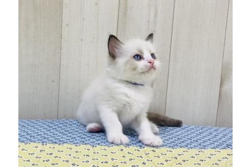 成約済の大阪府のラグドール-15640の5枚目