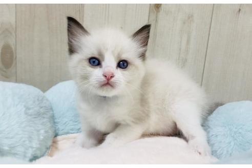 成約済の大阪府のラグドール-15640の4枚目