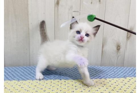成約済の大阪府のラグドール-15640の3枚目