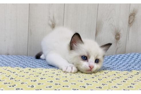 成約済の大阪府のラグドール-15640の2枚目