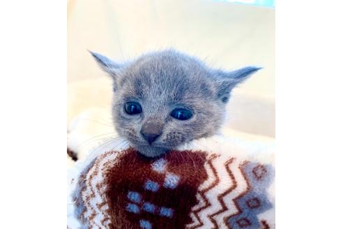 成約済の東京都のロシアンブルー-15657の1枚目