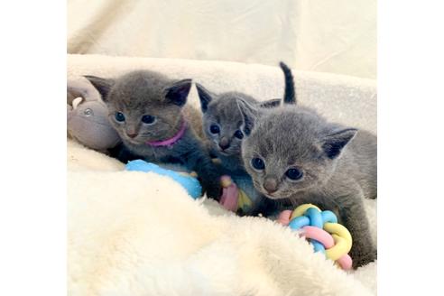 成約済の東京都のロシアンブルー-15657の2枚目