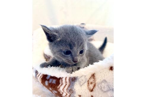 成約済の東京都のロシアンブルー-15657の3枚目