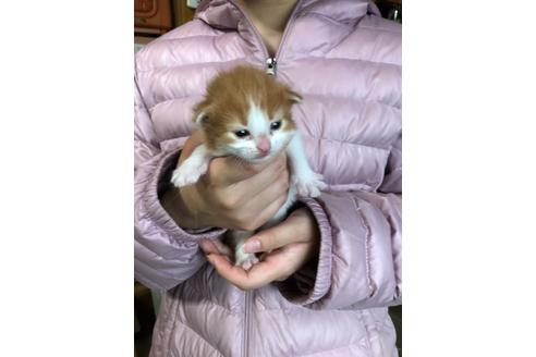 成約済の京都府のノルウェージャンフォレストキャット-15681の9枚目