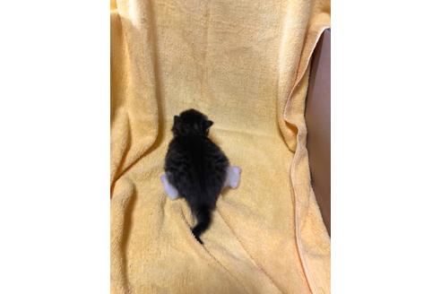 成約済の京都府のノルウェージャンフォレストキャット-15697の2枚目