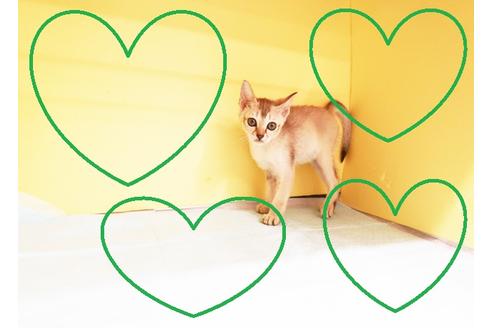 成約済の東京都のシンガプーラ-15714の1枚目