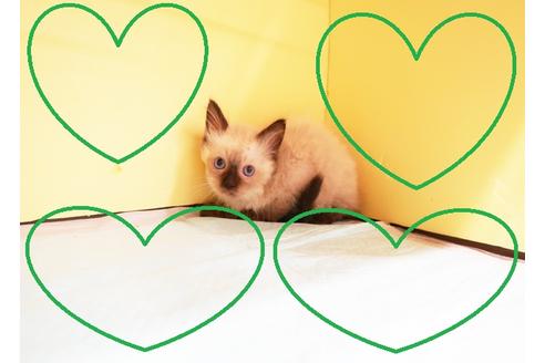 成約済の東京都のラグドール-15715の1枚目