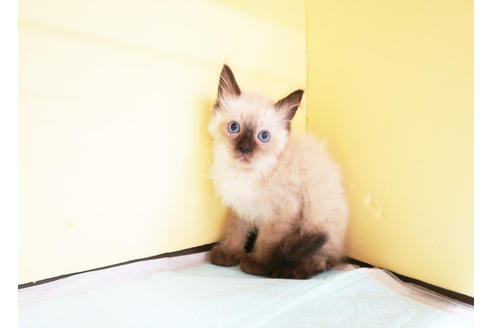 成約済の東京都のラグドール-15715の2枚目