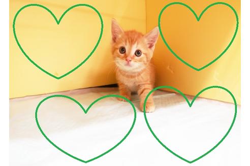 成約済の東京都のマンチカン-15717の1枚目