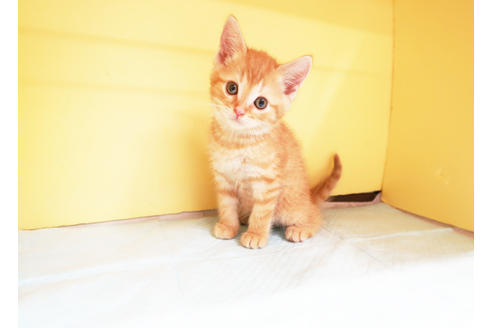 成約済の東京都のマンチカン-15717の2枚目