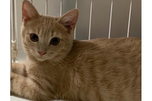 成約済の埼玉県のスコティッシュフォールド-15722の3枚目