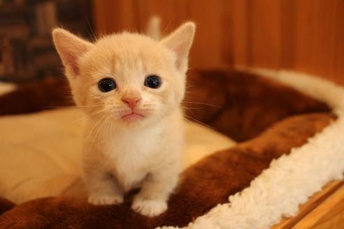 成約済の大阪府のマンチカン-15782の1枚目