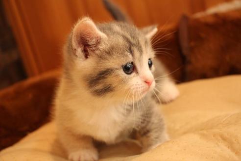 大阪府のマンチカン 女の子 21 06 14生まれ とってもおしゃれな毛色の短足ちゃん 子猫id 子猫ブリーダーナビ