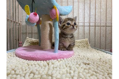 成約済の千葉県のマンチカン-15800の7枚目