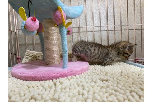 成約済の千葉県のマンチカン-15800の5枚目