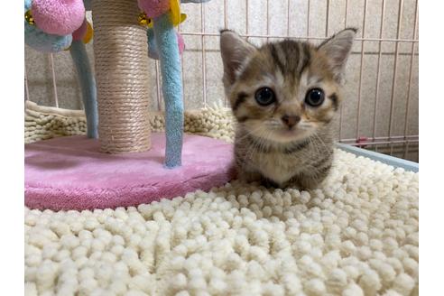 成約済の千葉県のマンチカン-15800の3枚目