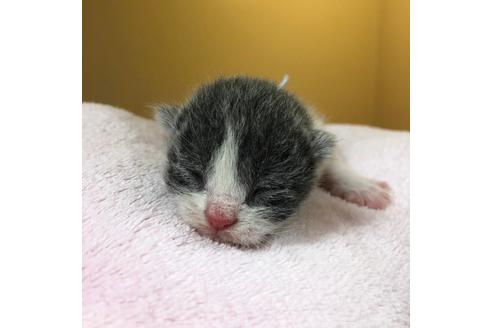 成約済の千葉県のブリティッシュショートヘア-16117の4枚目