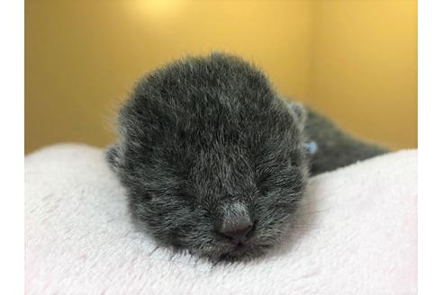 成約済の千葉県のブリティッシュショートヘア-16118の4枚目