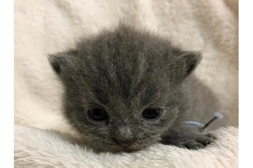 成約済の千葉県のブリティッシュショートヘア-16118の3枚目