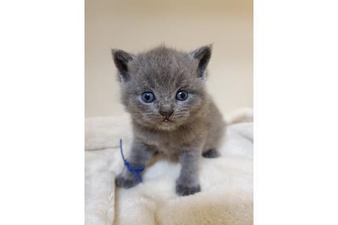 成約済の千葉県のブリティッシュショートヘア-16118の2枚目